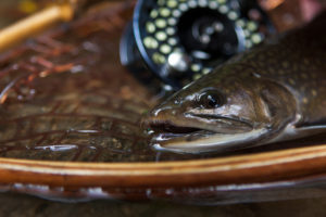 Kids Trout Camp Photo