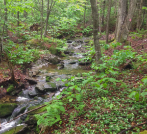 NYC Students Benefit From Trout In The Classroom - Trout Unlimited