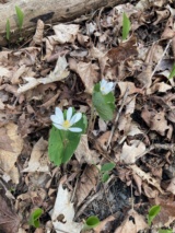 Bloodroot