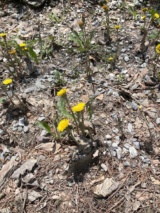 Coltsfoot