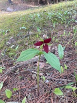 Scarlet Trillium