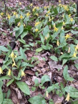 Trout Lillies #1