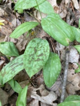 Trout Lillies Leaf